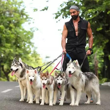 tushar kalia with his husky dogs